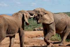 Addo Elephant Park