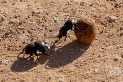 Addo Elephant Park